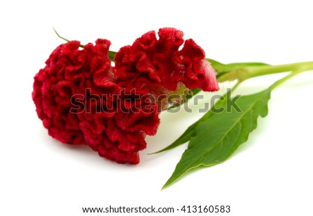 Celosia flower isolated on white background