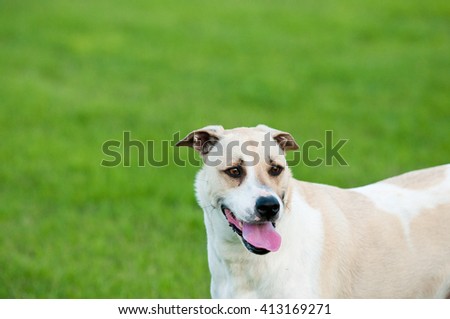 Large white and tan dog outdoors with floppy ears and tongue sticking out looking happy in green grass.