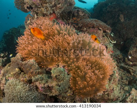 Saddle anemonefish (Amphiprion ephippium).