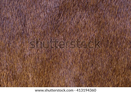 Fur skins of horses