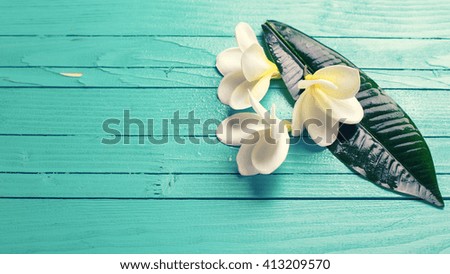 Background with white tropical plumeria flowers on turquoise wooden background. Selective focus. Place for text.