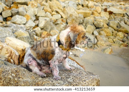 Old dog sits on brown stone after sea bathing with blurry brown stone background:select focus with shallow depth of field.