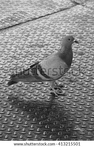 pigeon (background)