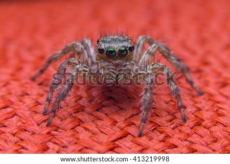 Jumping spider on red  floor