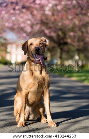 Labrador tongue out in the park surrounded by cherry blossom
