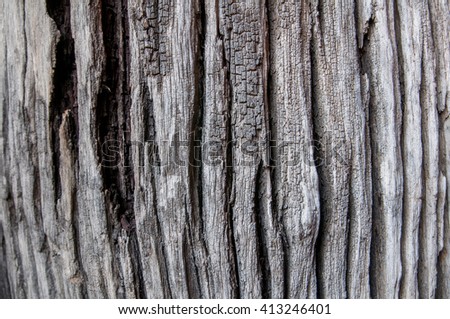 Old bark with dingy light.