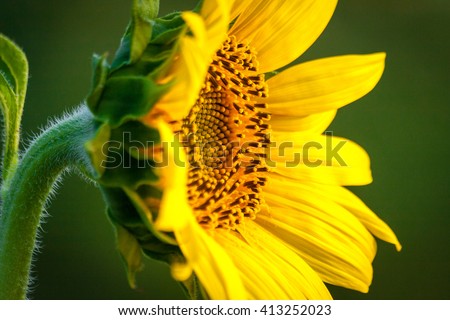 Growing Sunflower 