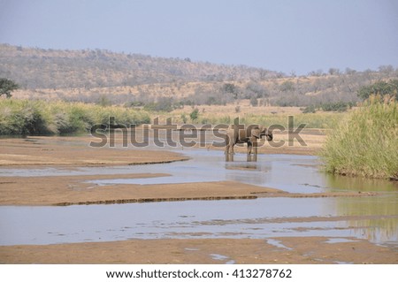 Elephants on a river crossing at the Hluhluwe and Imfolozi game park near St Lucia, South Africa