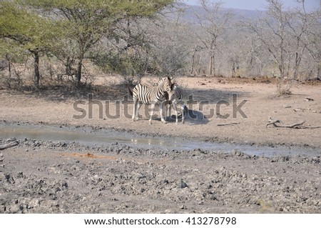 Zebras at a watering hole at the Hluhluwe and Imfolozi game park near St Lucia, South Africa