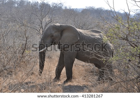 Majestic elephants at the Hluhluwe and Imfolozi game park near St Lucia, South Africa