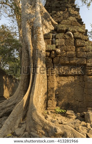 Tree root covering stone from prasat Ta Prohm temple in Angkor Wat near Siem Reap, Unesco Heritage site in Cambodia