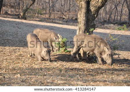 Warthogs at the Hluhluwe and imfolozi game park near St Lucia, South Africa