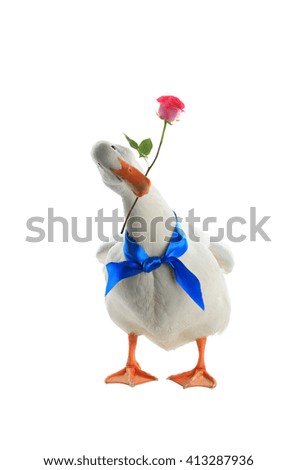 Duck with blue ribbonon and with a rose on a white background