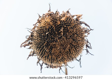 A Color picture of a dried sunflower on a field