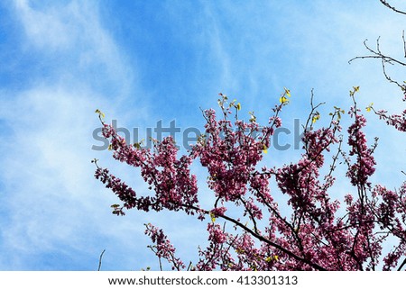 flowering tree view from below