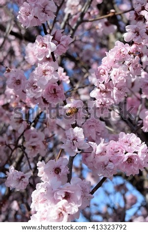 Vibrant cherry blossoms in Blenheim during spring.