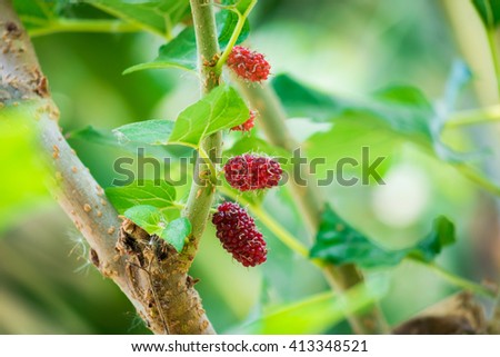 Mulberry trees with soft focus