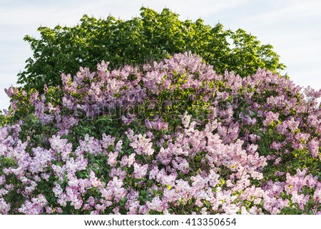  Beautiful lilac bush.