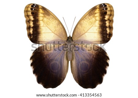 Giant Owl butterfly (Caligo memnon, male, upside) from Amazon rainforest isolated on white background
