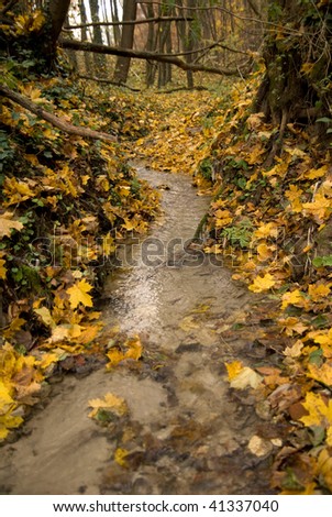 Stream in the autumn woods