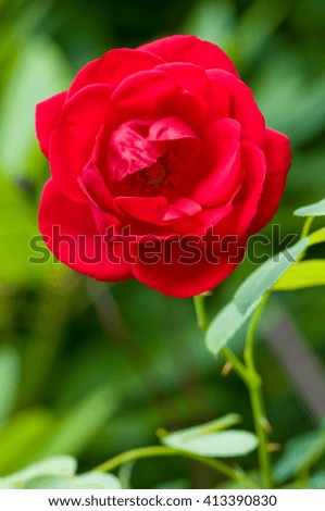 Full bloomed red rose