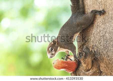Squirrel in a tree eating fruit