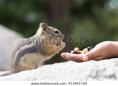 Feeding Hungry Chipmunk - Stock image