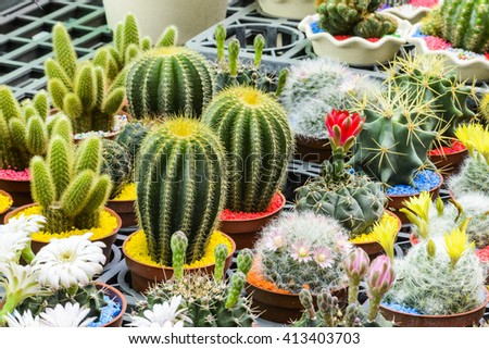 selective focus picture of blooming cactus in pot