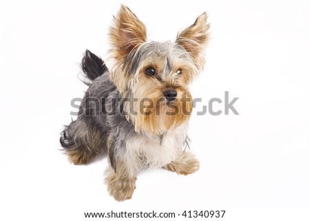 picture of a cute yorkshire terrier standing on a white background