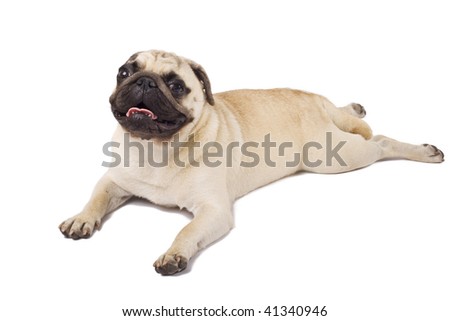 picture of a pug seated on the ground licking his nose