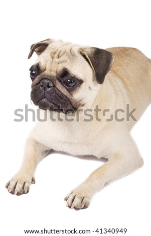 picture of a pug on a white background