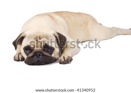 picture of a  pouting pug, isolated on white