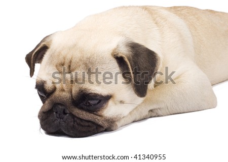  picture of a sleepy pug on a white background