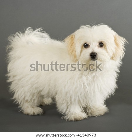 picture of a maltese dog standing on a grey background - side view