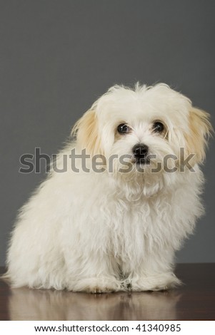 picture of a maltese dog sitting in front of grey background