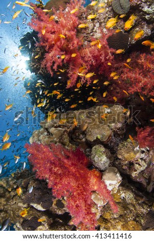 Soft coral, hard coral reef. Fish, underwater scenery. 