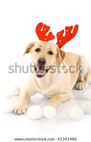 picture of a labrador deer standing over white near fur balls