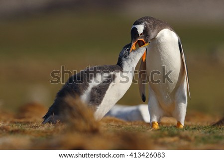 Young gentoo penguin begging food beside adult, Falkland. Open penguins bill, feeding scene from nesting season in Antarctica.