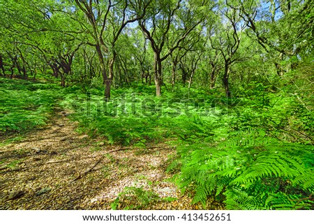 fern floor in a Sardinian forest, Italy