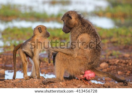 Chacma baboons grooming while in dry riverbed
