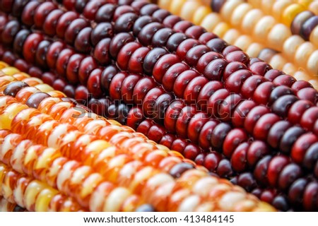Flient Indian corn in a row close-up picture