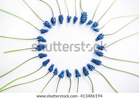 blue muscari flower isolated on white background. flat lay, top view