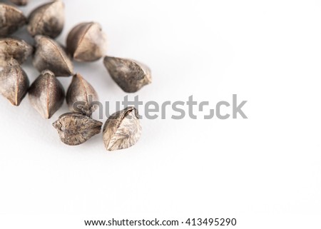 Fagopyrum esculentum (buckwheat) seeds on white background