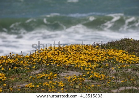 Yarrow flowers on the Pacific coast, California