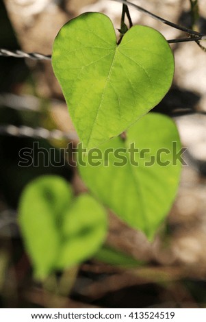 Green Leaves Heart-Shaped