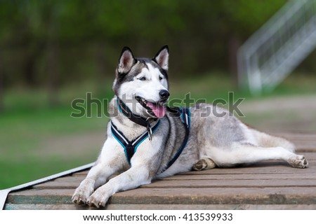 The dog wolf lies on the wooden bridge. Breed of a dog - Siberian huskies.