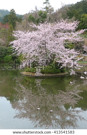 Sakura tree, Cherry Blossom with Soft focus, Cherry Blossom season in kansai
