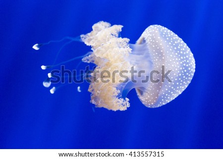 An australian spotted jellyfish, phyllorhiza punctata, in the water of an aquarium. This jellyfish can reach up to 20 inches in bell diameter Royalty-Free Stock Photo #413557315
