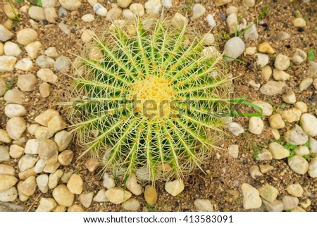 cactus in desert, closeup