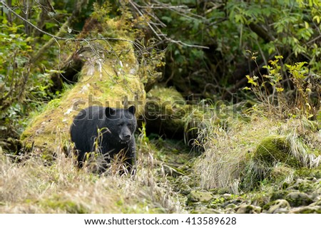 Black Bear (Ursus americans) - Emerging from the Tall Grass